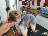 Woofy Dog- Toilettage À Domicile