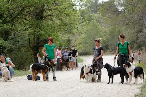 Éducateur Canin le Champ des Chiens