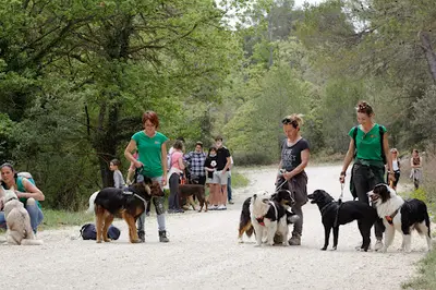 Éducateur Canin le Champ des Chiens