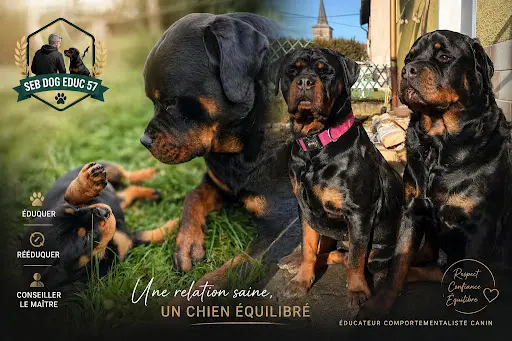 Seb Dog Educ 57 Éducateur Comportementaliste Canin en Moselle