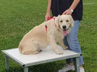 Leloup Éducation Canine