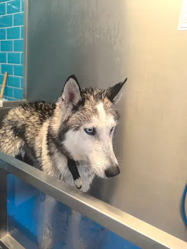Au Bain de Mon Chien