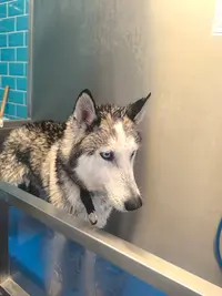 Au Bain de Mon Chien