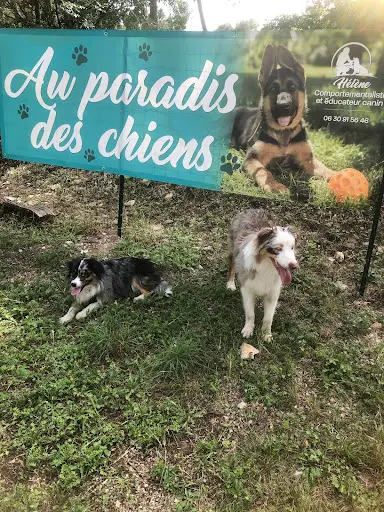 Au Paradis des Chiens