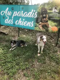 Au Paradis des Chiens