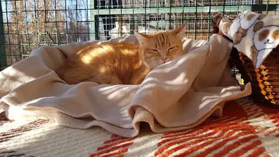 Au Service des Animaux 06