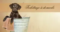 Le Chien des Baous