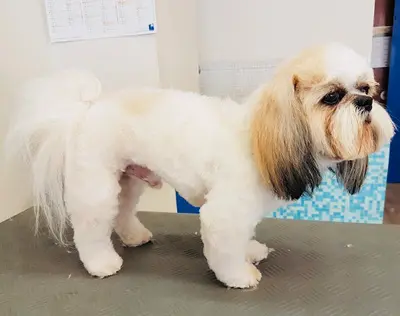 Nini Dog