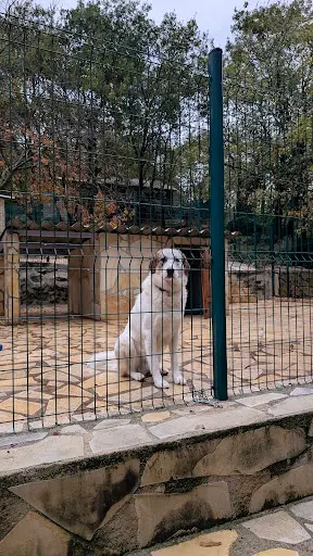 S.p.a.c.a Sauvetage Protection Animaux Côte d'Azur