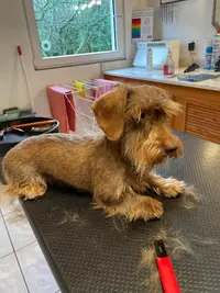 Aux Plaisirs Canins - Toilettage Canin À Vendenheim, Proche Strasbourg