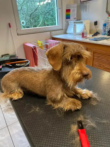 Aux Plaisirs Canins - Toilettage Canin À Vendenheim, Proche Strasbourg