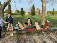 Enjoy Dog