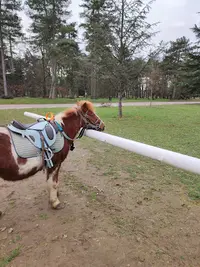 Balades À Poney