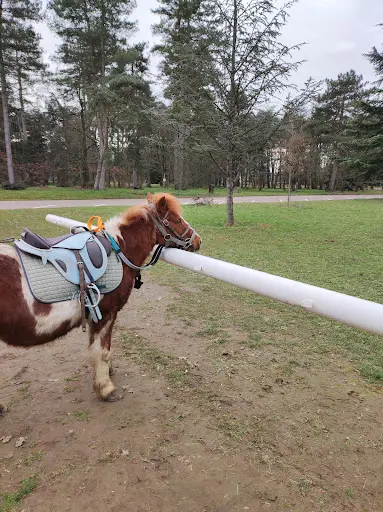 Balades À Poney