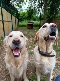 Pension Canine Paw Sitive Job