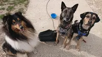 Animal Serenity