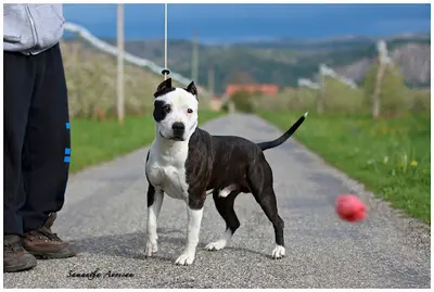 Éleveur American Staffordshire Terrier (amstaff):élevage l'Empreinte de l'Espoir