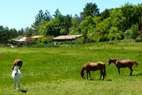 Equiterra, Centre Équestre, Randonnées À Cheval, Hautes-alpes