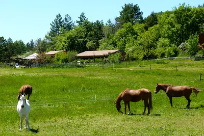 Equiterra, Centre Équestre, Randonnées À Cheval, Hautes-alpes