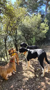 Charlotte Taudin - Éducateur Canin, Comportementaliste Chien et Chat