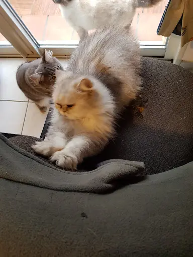 Elevage de Gievazza : Persan - Maine Coon - Spitz Nain - Pension
