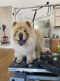 Ambiancecanin