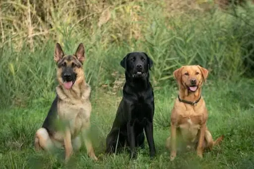 Pensioncanine33