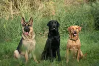 Pensioncanine33