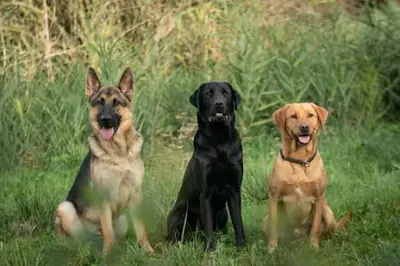 Pensioncanine33