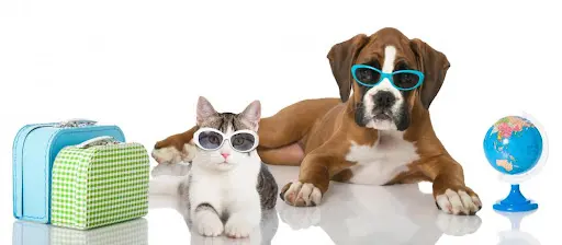 P&p Pension Chien-chat