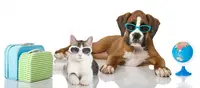 P&p Pension Chien-chat
