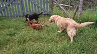 Hleducochiens Éducateur Canin Dans le Secteur d'Oloron Sainte Marie 64