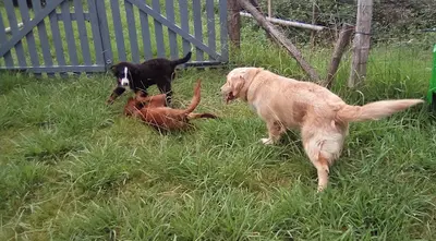 Hleducochiens Éducateur Canin Dans le Secteur d'Oloron Sainte Marie 64