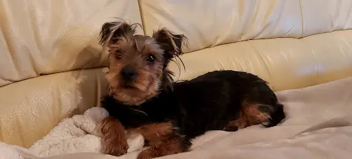 Association Targa Verdun Meuse