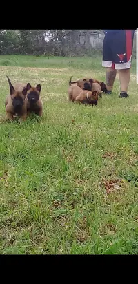 Élevage du Paradis de Teina "malinois"