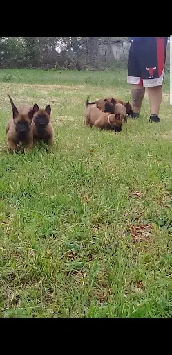 Élevage du Paradis de Teina "malinois"