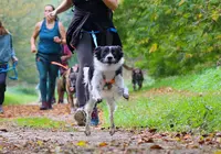 Cani Aventure