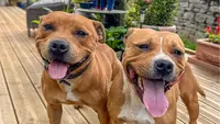 Élevage de Staffordshire Bull Terrier dit Staffie Ou Staffy des Disciples de Goliath