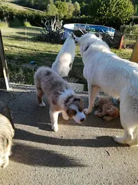 Dream S Dog