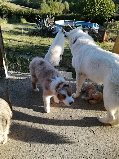 Dream S Dog