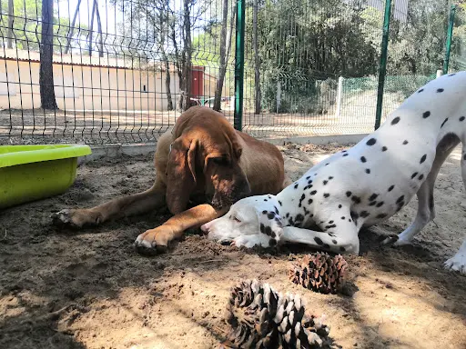 Canisphère- Comportement & Éducation Canine