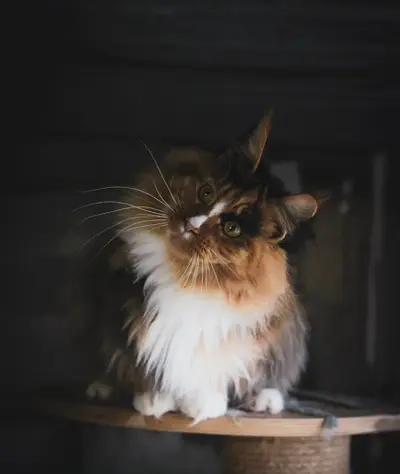 Chatterie de la Foret d'Acadia