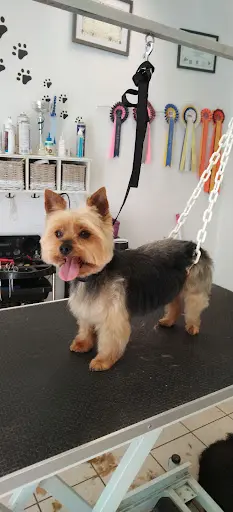 Détente Canine
