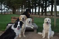 Élevage du Hameau des Nymphes Golden Retriever Lof