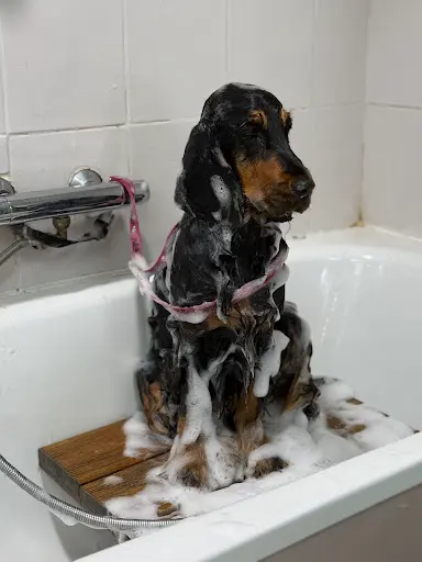 Salon de Toilettage Dylou’ Toutou Chien, Chat, et Nac - Rennes