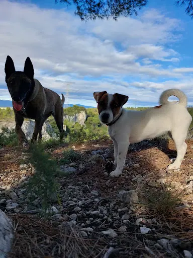 Dog Education. Éducateur Comportementaliste Canin