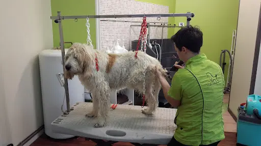 Au Bonheur des Chiens