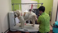 Au Bonheur des Chiens