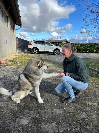 Maitre & Museau - Educateur Comportementaliste Canin