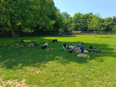 Dogwalking